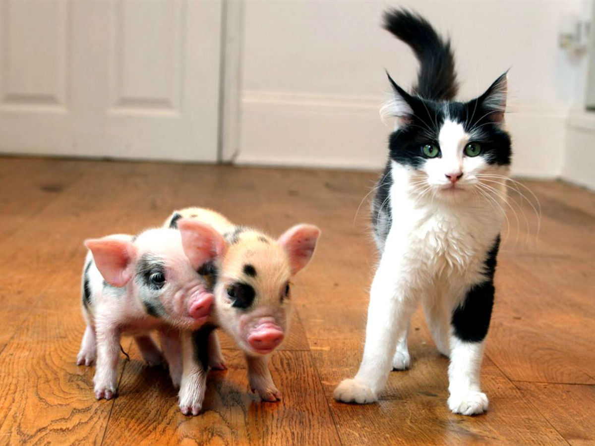 pig 10