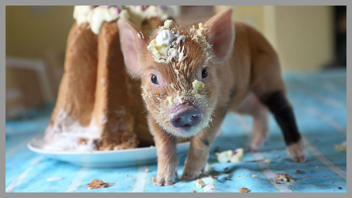 pig 11