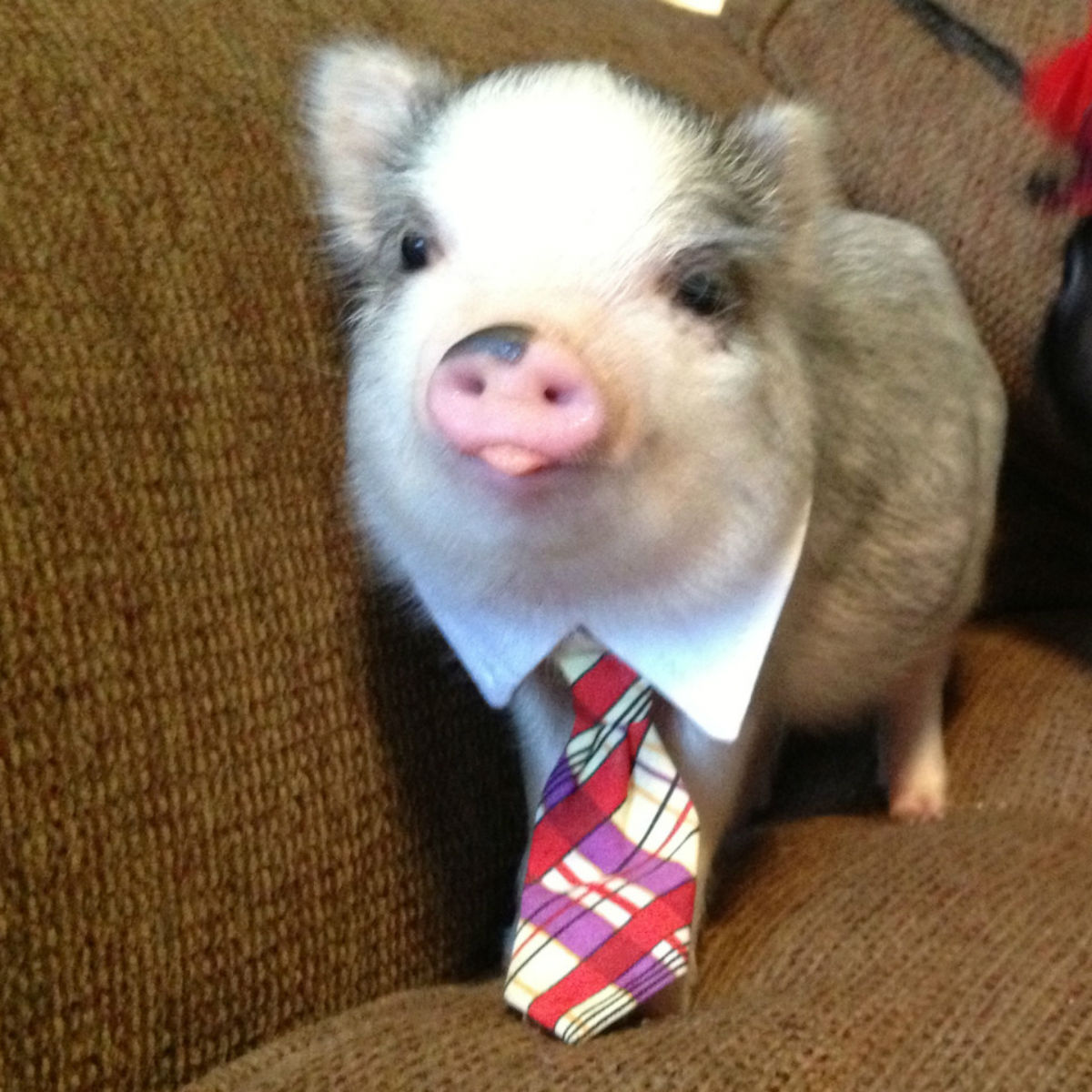 pig 12