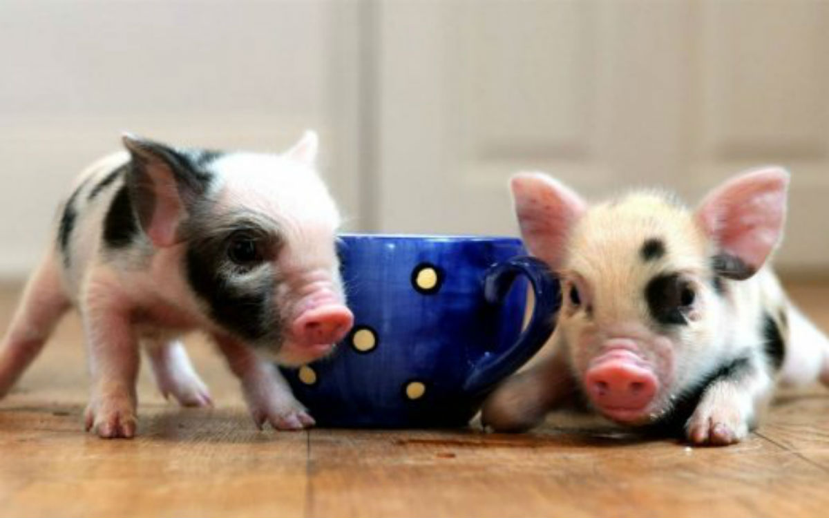 pig 13