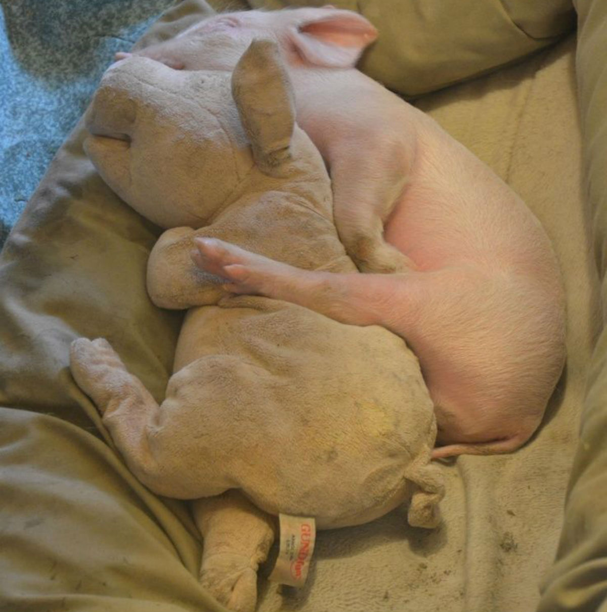 pig 14