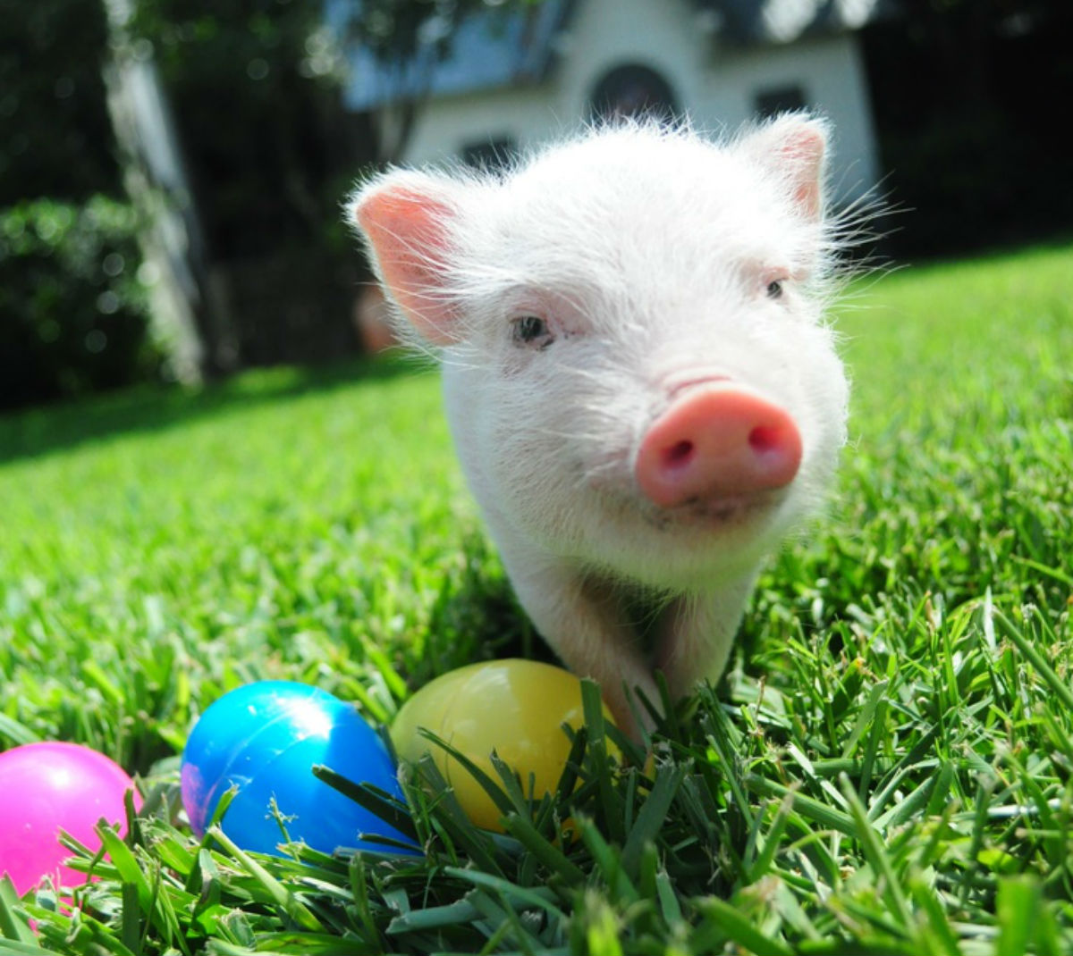 pig 15