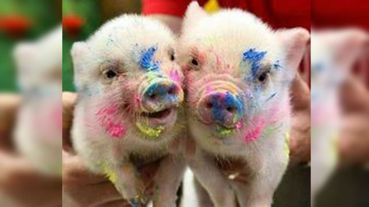 pig 2