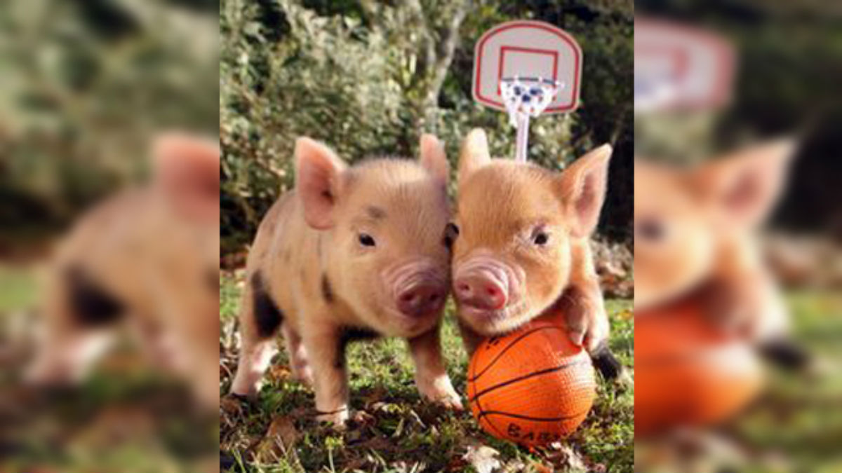 pig 4
