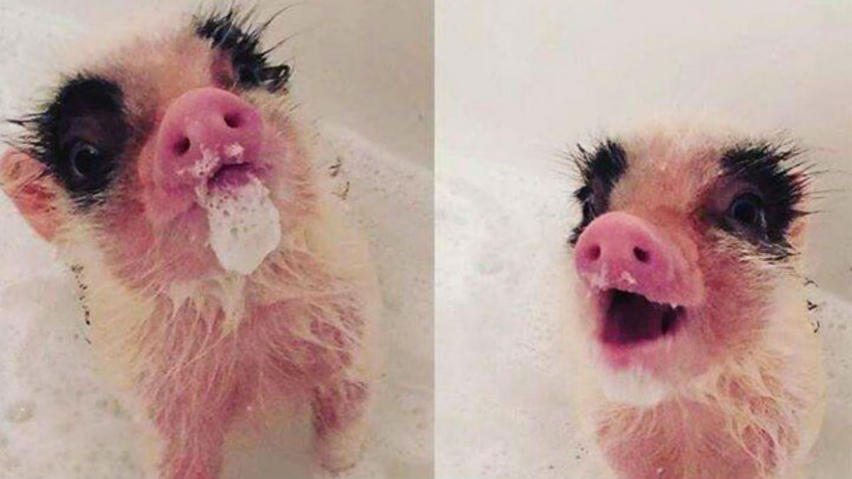 pig 5
