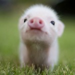 pig 6