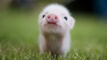 pig 6