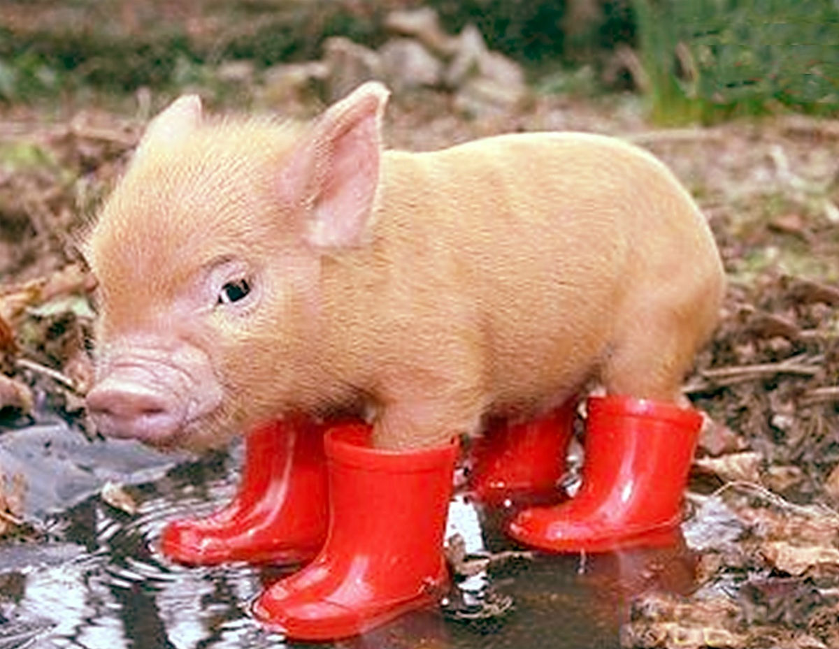 pig 7
