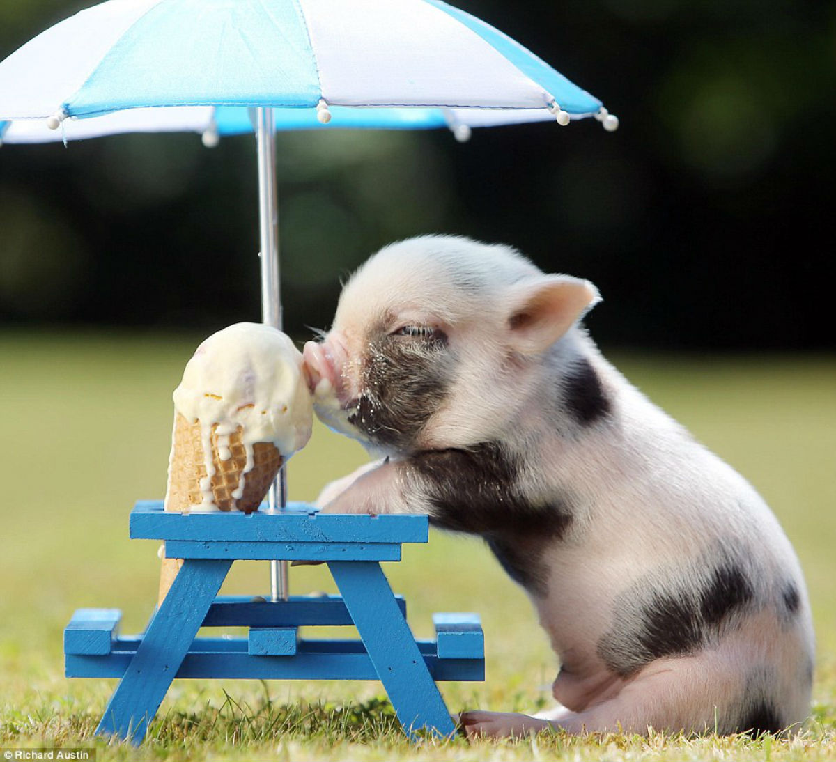 pig 8