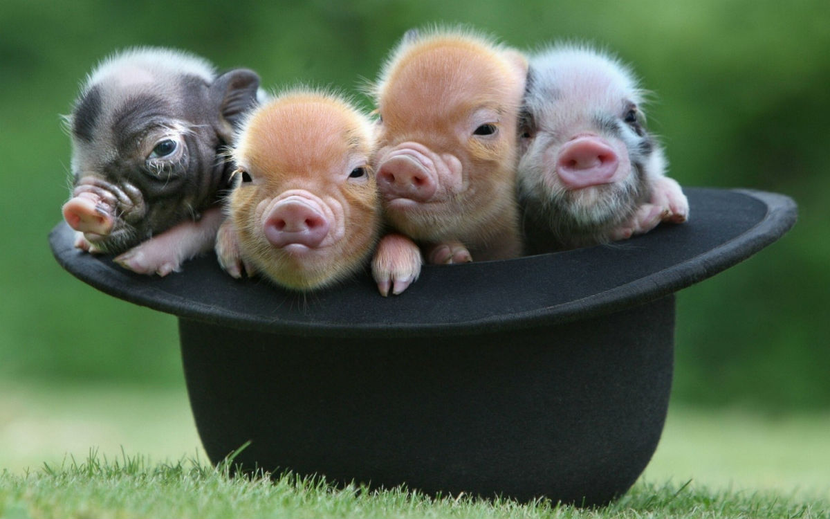 pig 9