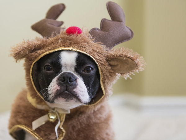 costumed dog