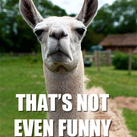 llamas