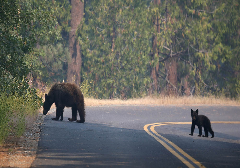 Image Credit: Justin Sullivan/Getty Images