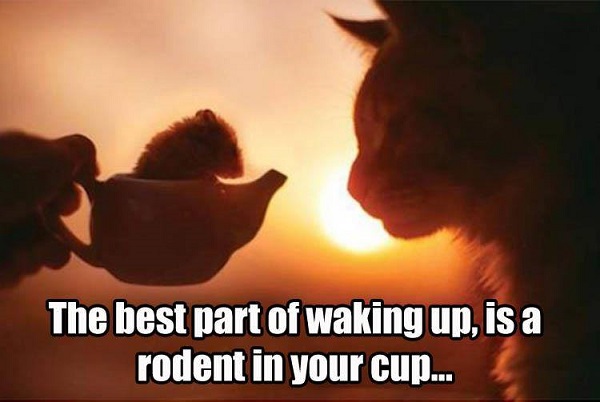 Image credit: Cat Shit