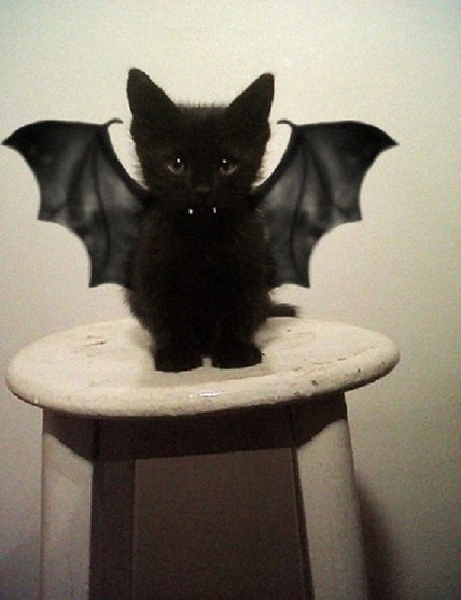 Image credit: www.boredpanda.com