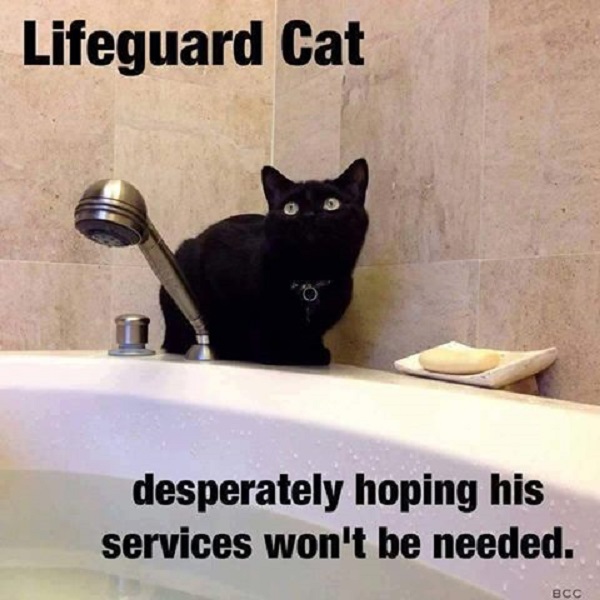 Image credit: Cat Shit