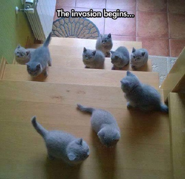 Image credit: Cat Shit