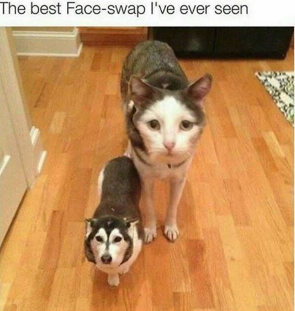 Image credit: Cat Shit