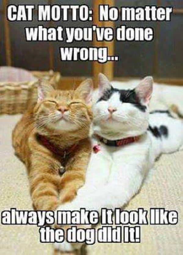 Image credit: Cat Shit