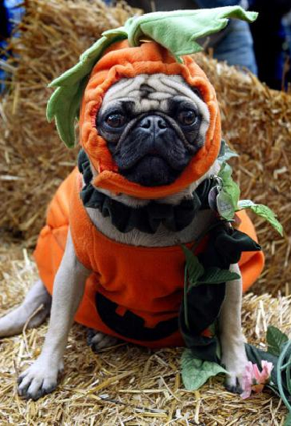Image credit: www.boredpanda.com