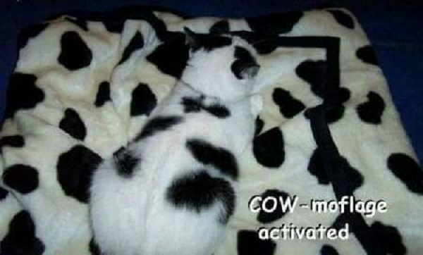 Image credit: Cat Shit