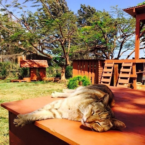 Image credit: www.lanaicatsanctuary.org