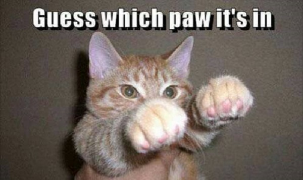 Image credit: Cat Shit