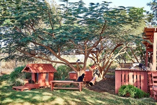 Image credit: www.lanaicatsanctuary.org