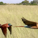 planet earth II