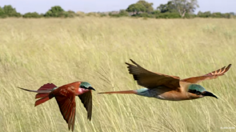 planet earth II