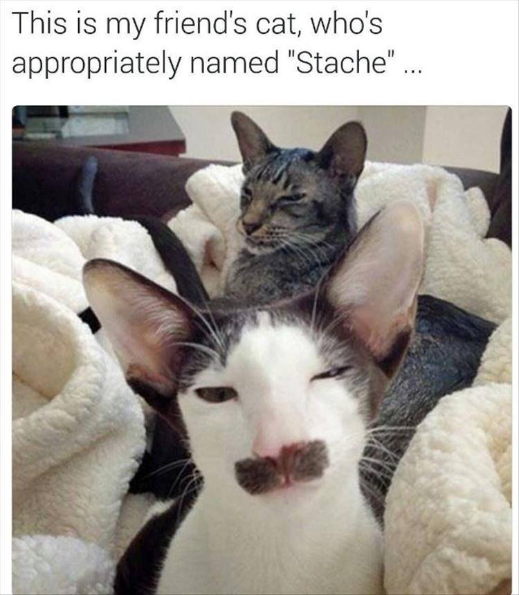Image credit: Cat Shit