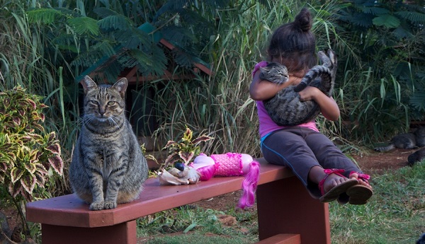 Image credit: www.lanaicatsanctuary.org