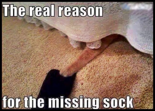 Image credit: Cat Shit