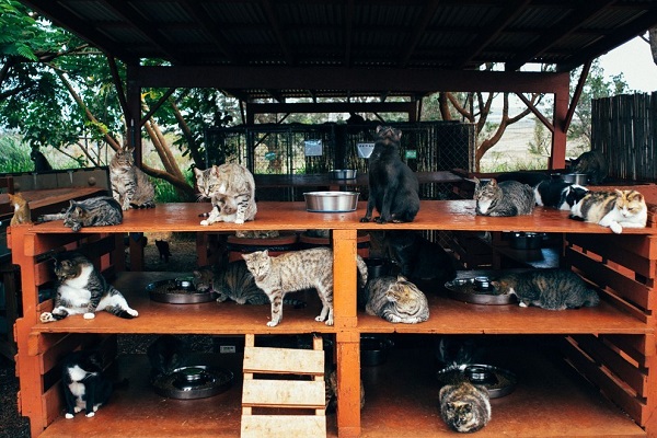 Image credit: www.lanaicatsanctuary.org