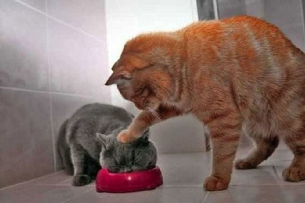 cat1
