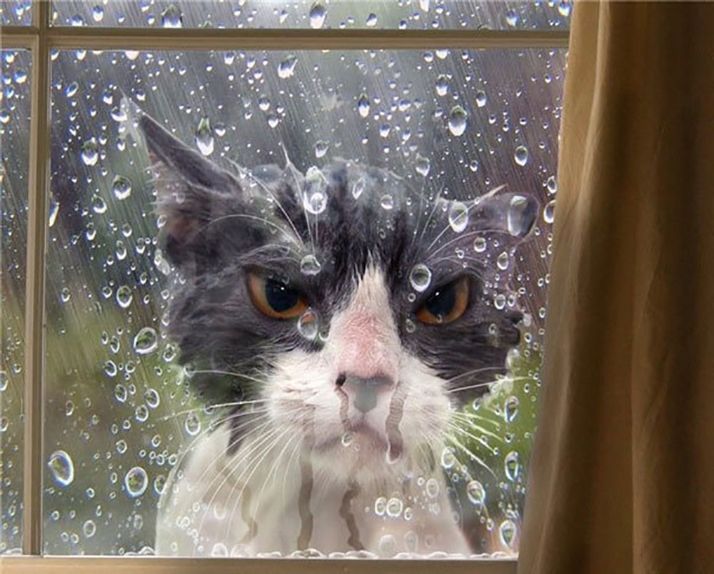 cat10