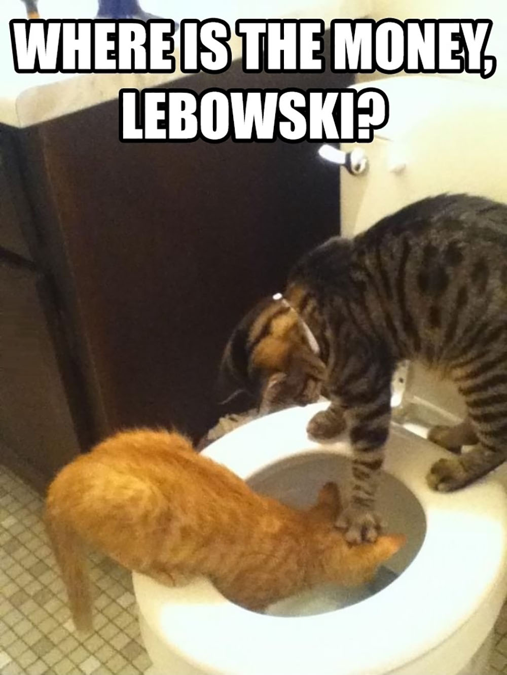 cat11