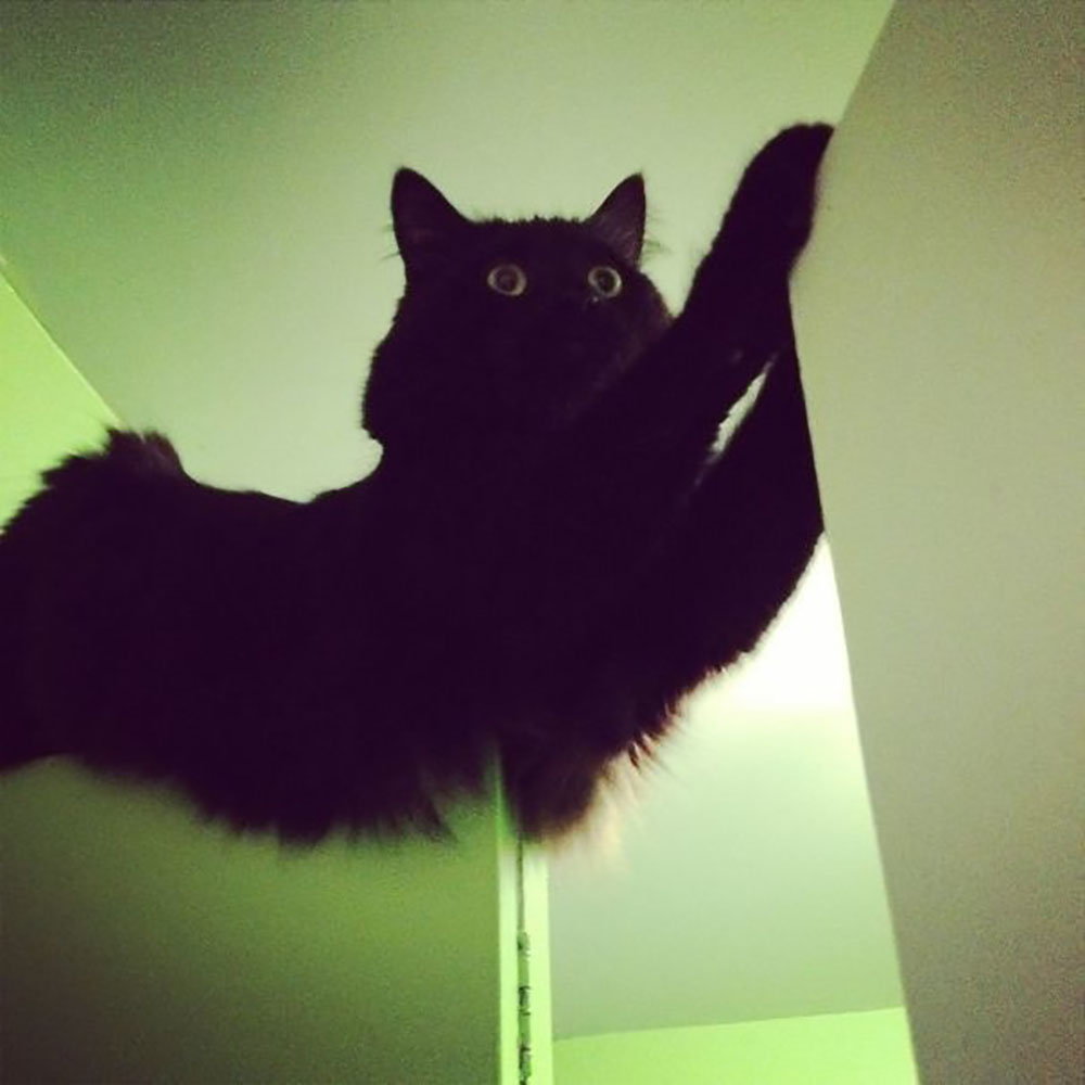 cat12