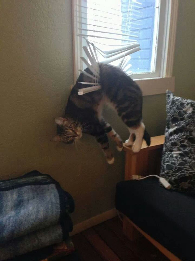 cat13