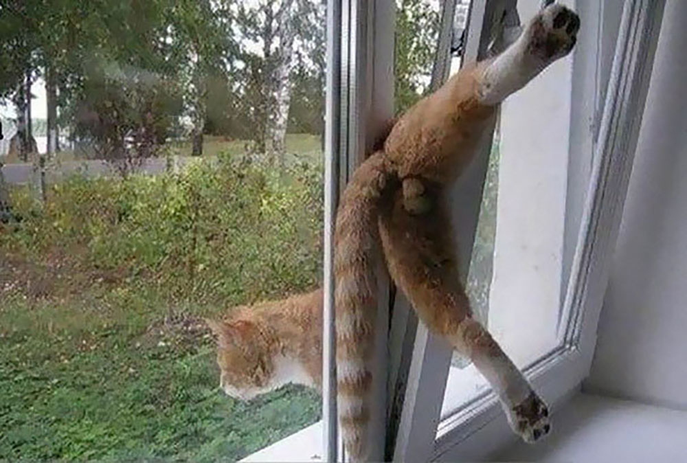 cat14