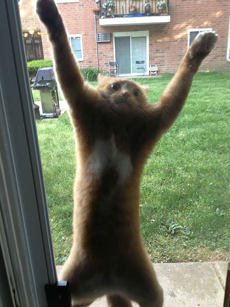 cat16