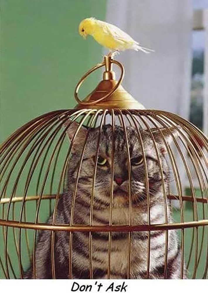 cat18