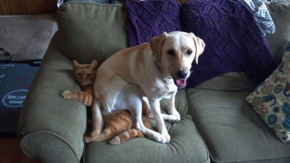 cat2