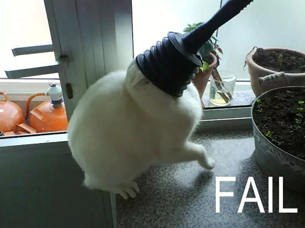 cat20