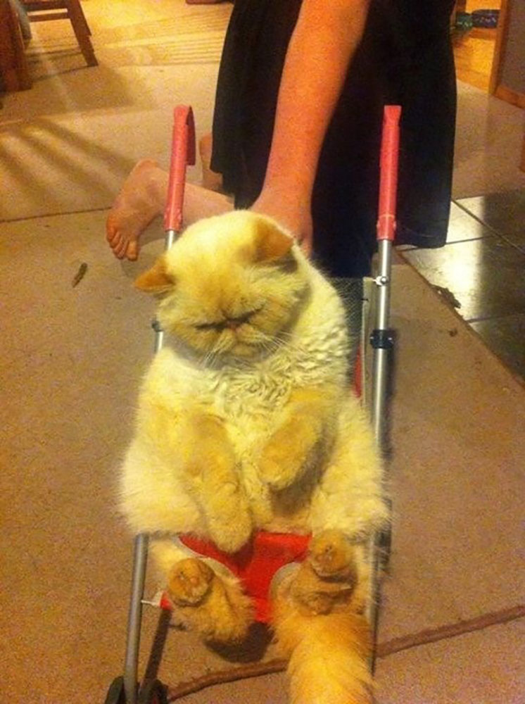 cat21