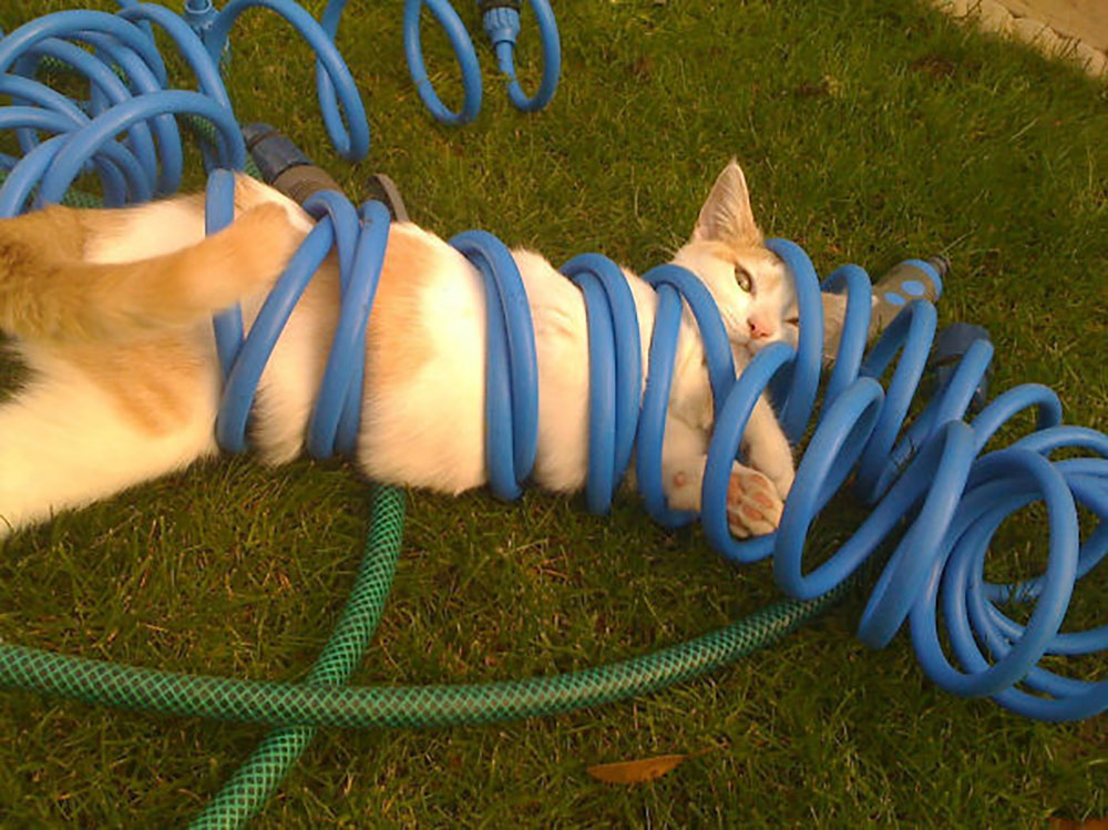 cat3