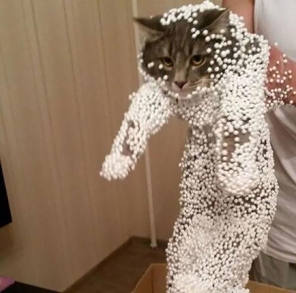 cat7