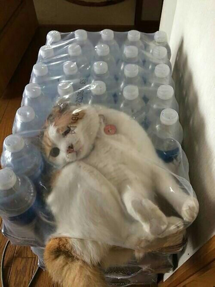 cat9