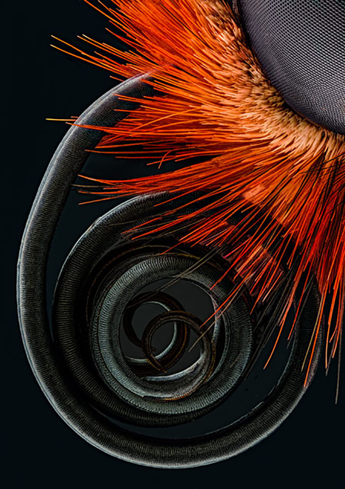 nikon4