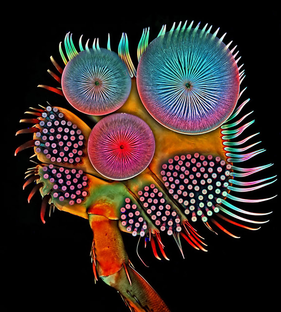 nikon5